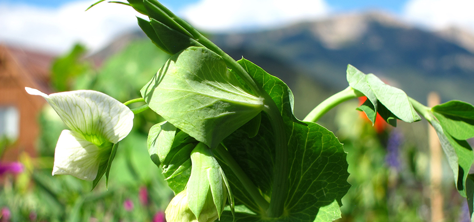 Peas with Mountain in Background