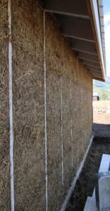 Clay Straw Wall - Straw Wall Sprouting
