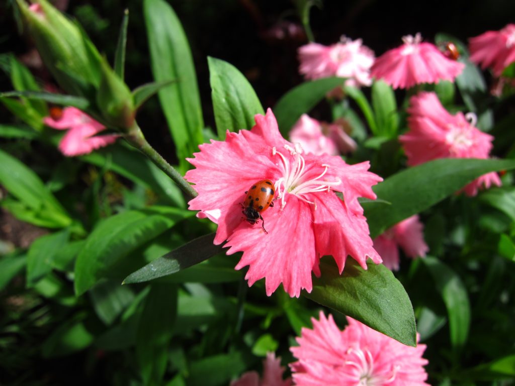 Ladybug Helping to Pollinate