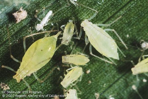 Aphid Adults and Nymphs