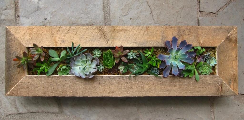 10" x 30" Succulent Picture Frame