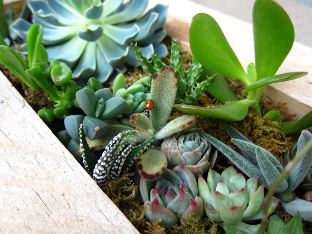 Succulent with a Ladybug on it